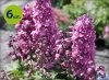 delphinium lawendowe